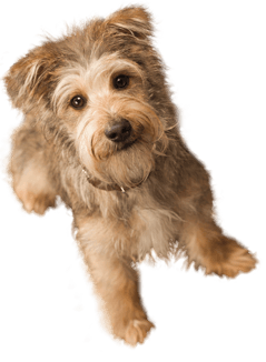 Small Puppy Png Image Picture Download Dogs PNG Image