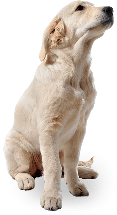 Dog Png Image PNG Image