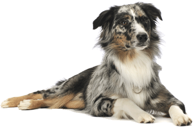 Dog Png Image PNG Image