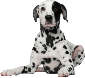 Dog Png Image PNG Image