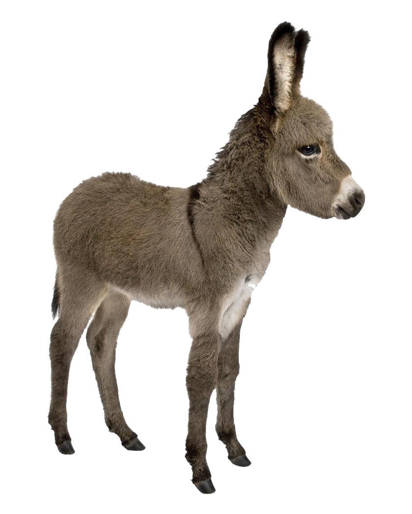 Donkey Free Clipart HQ PNG Image