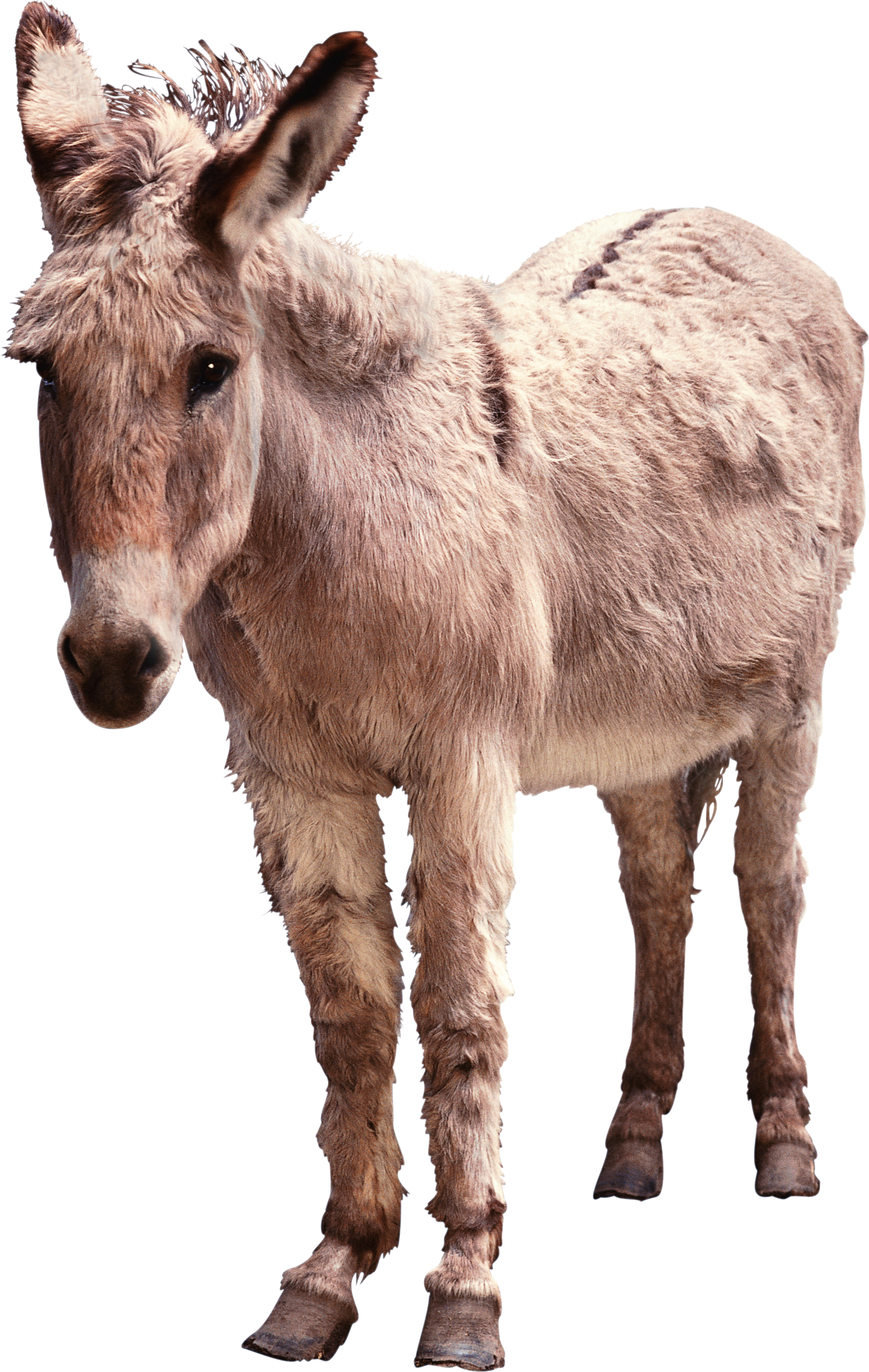 Images Donkey HQ Image Free PNG Image