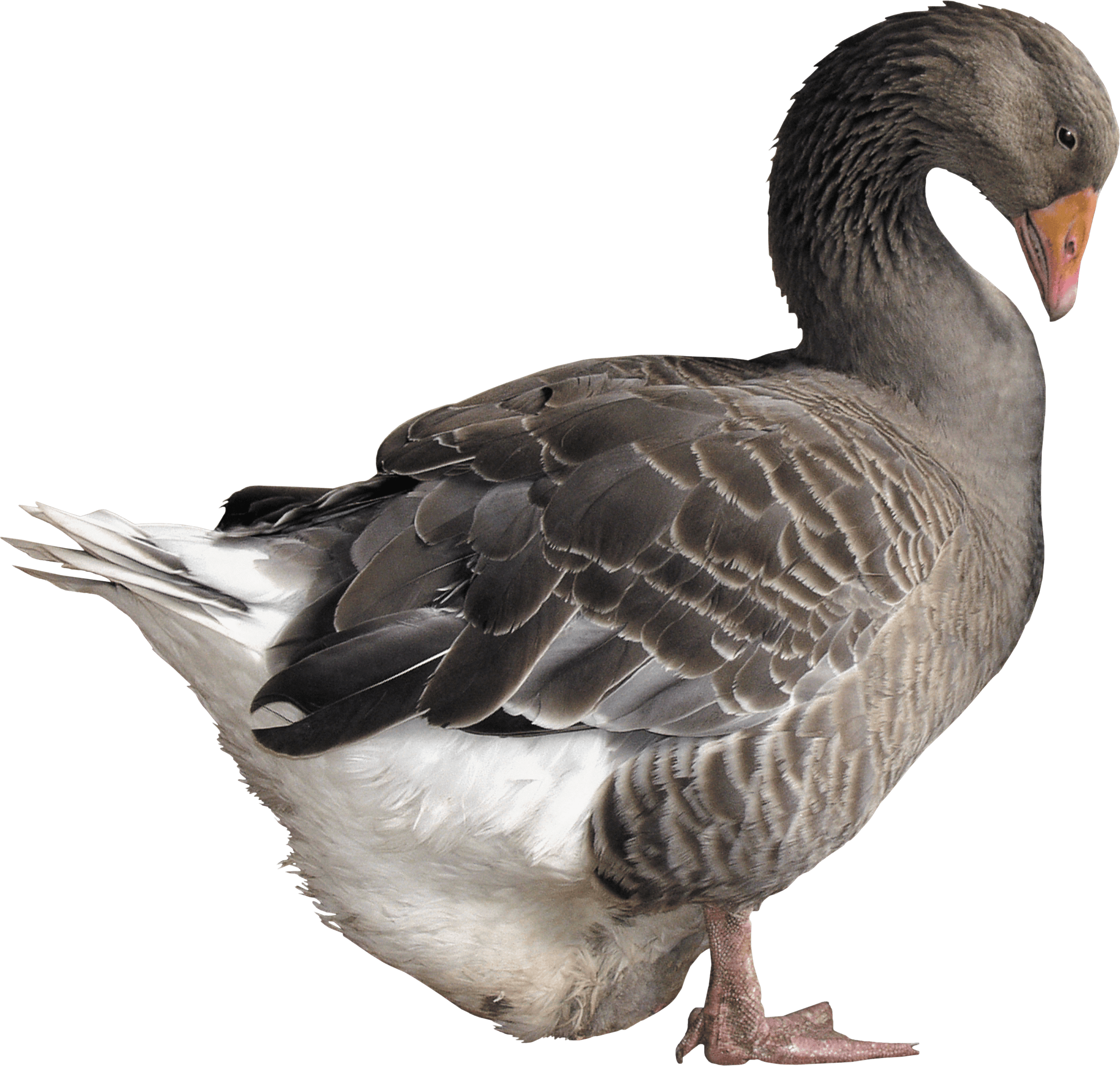 Goose Png Image PNG Image