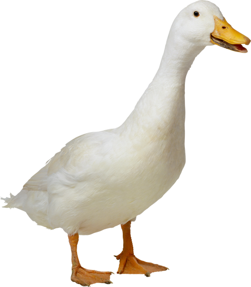 duck images download Donald duck images free download.