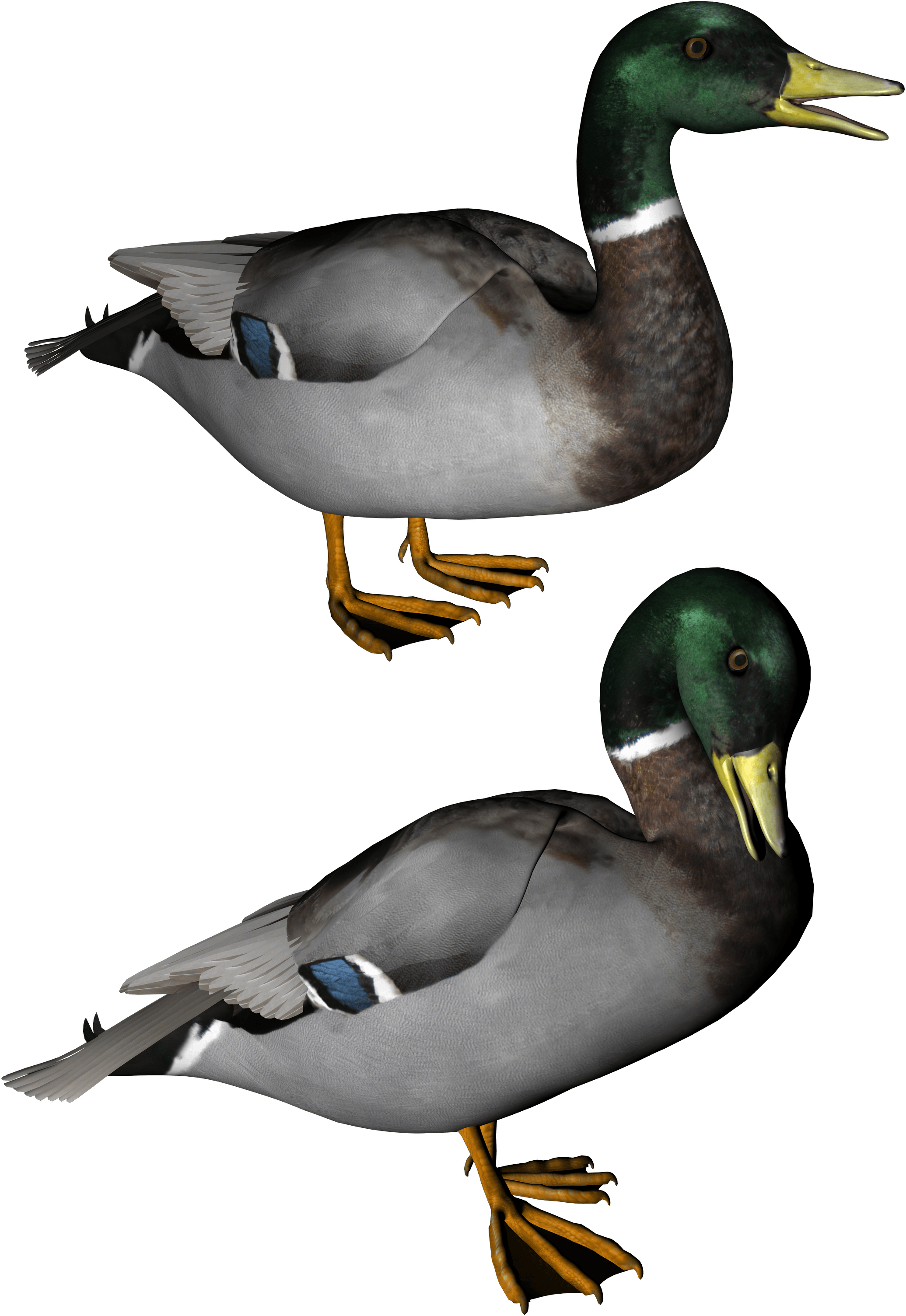 Duck Png Image PNG Image