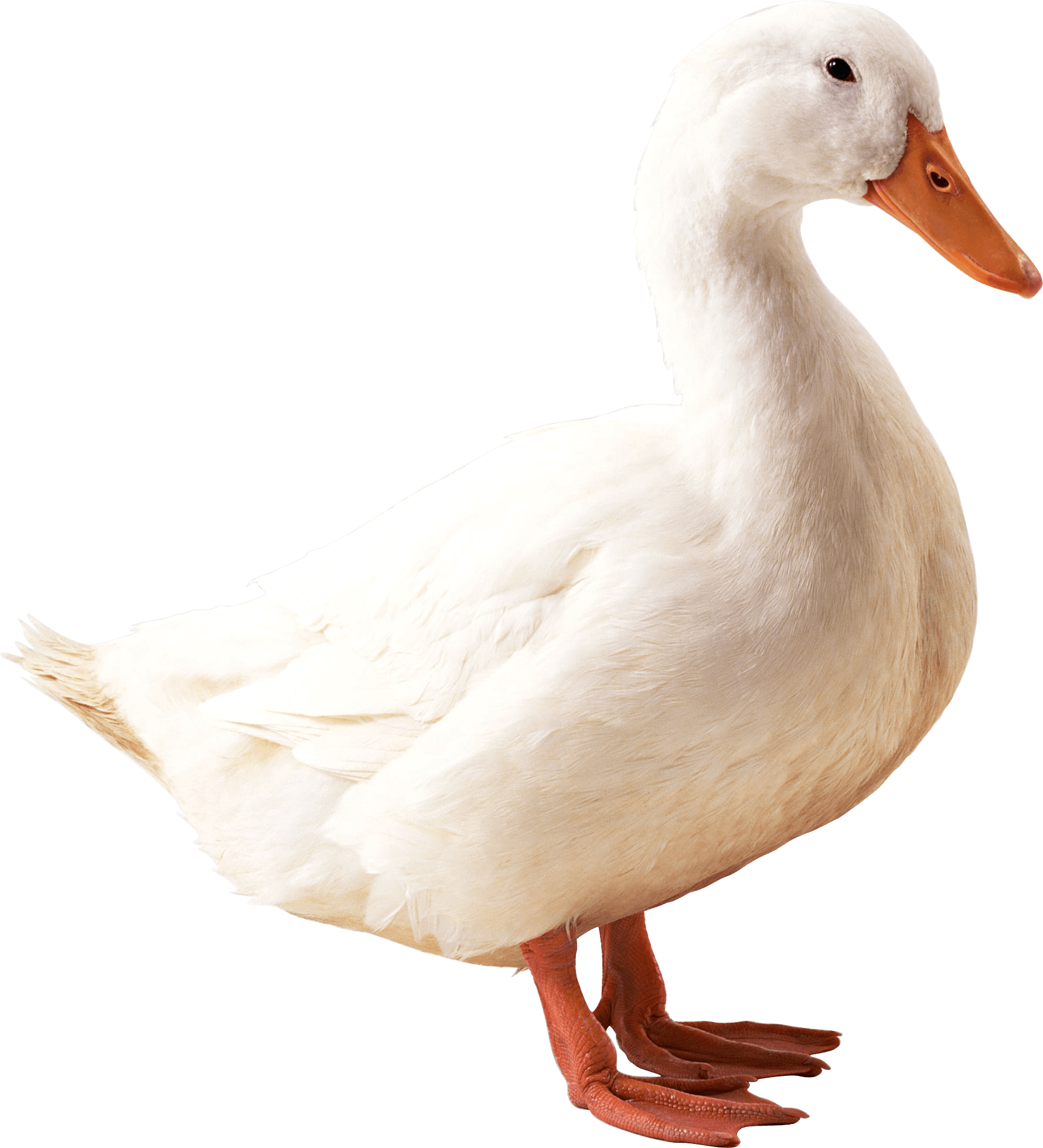 Duck Photos PNG Image