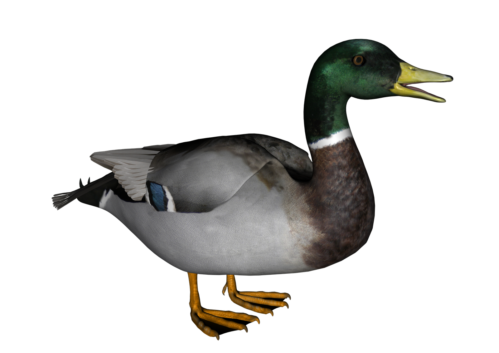 Duck Transparent Background PNG Image