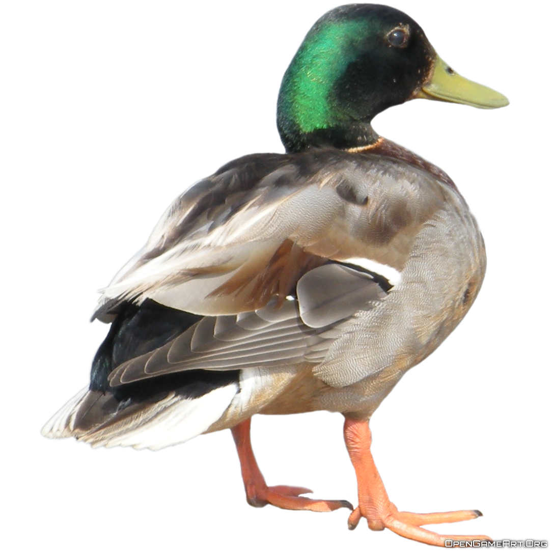 Duck Clipart PNG Image