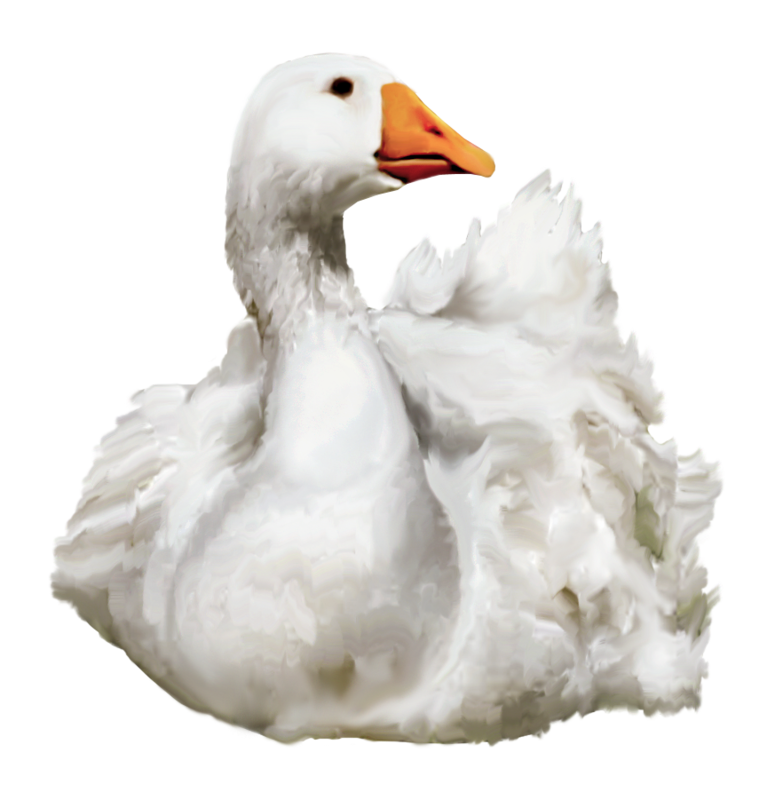 Duck Png 4 PNG Image