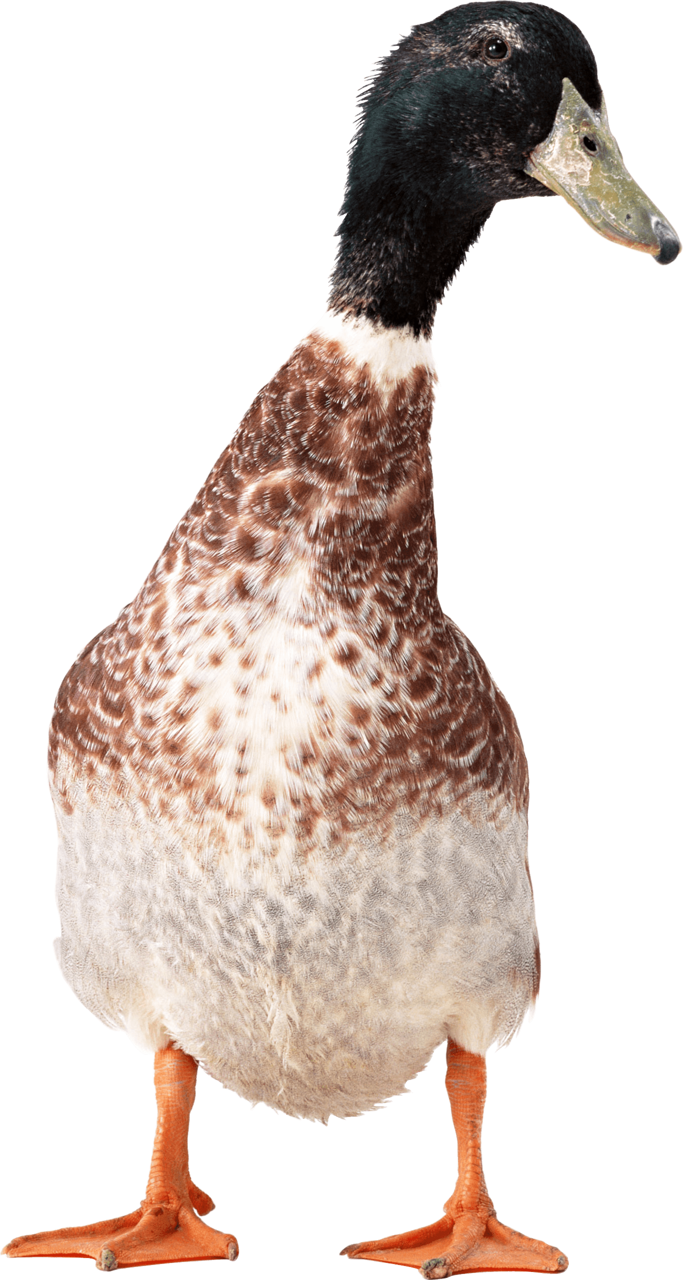 Duck Png Image PNG Image