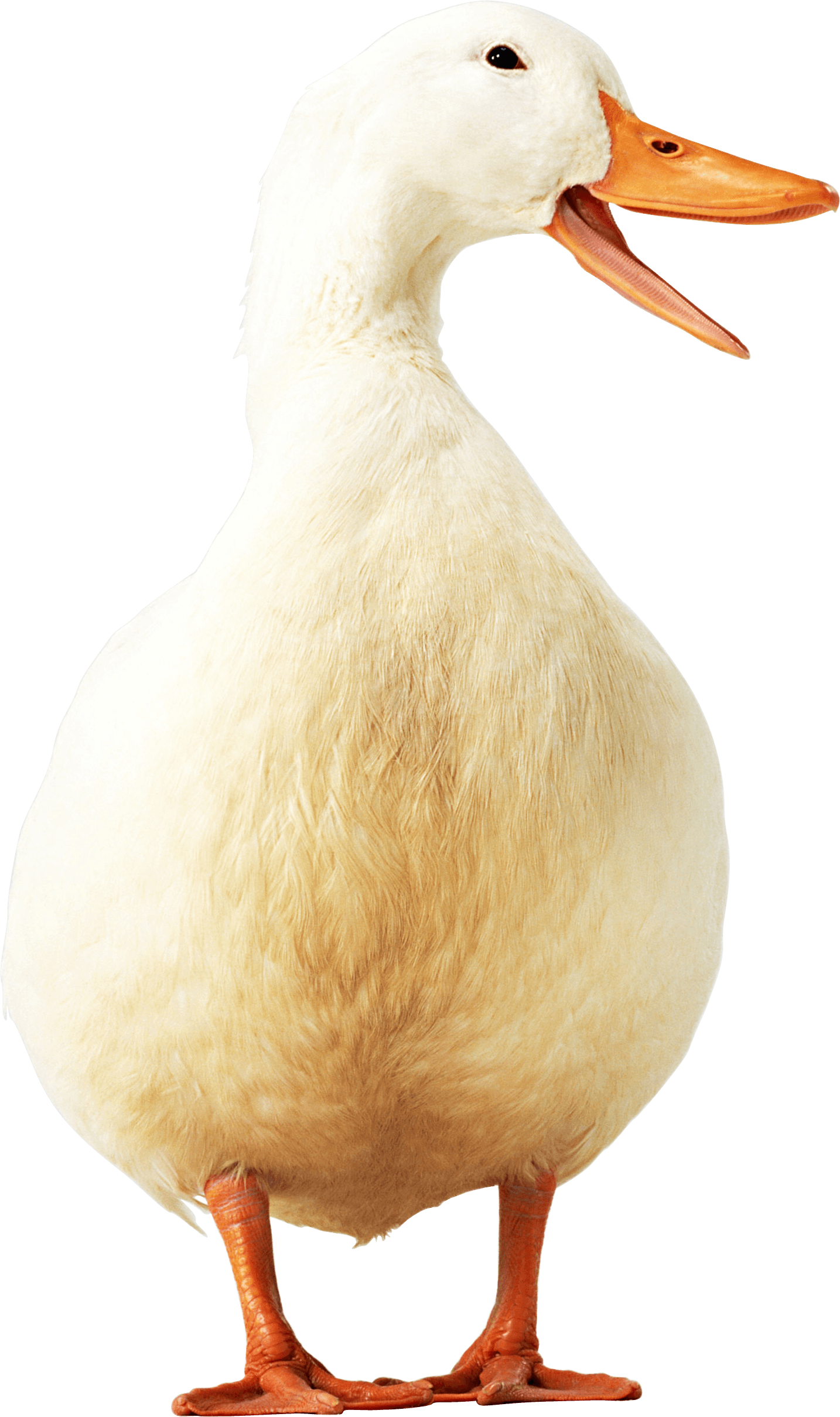 Duck Png Image PNG Image