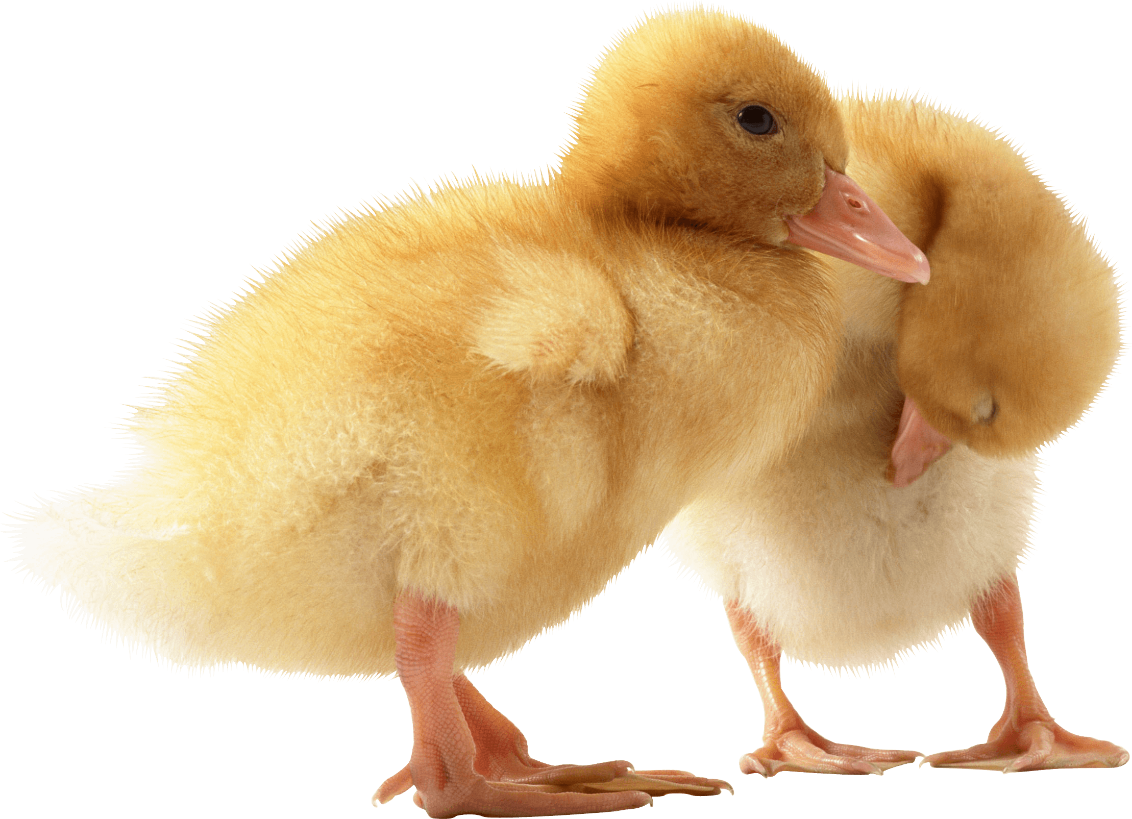 Duck Png Image PNG Image