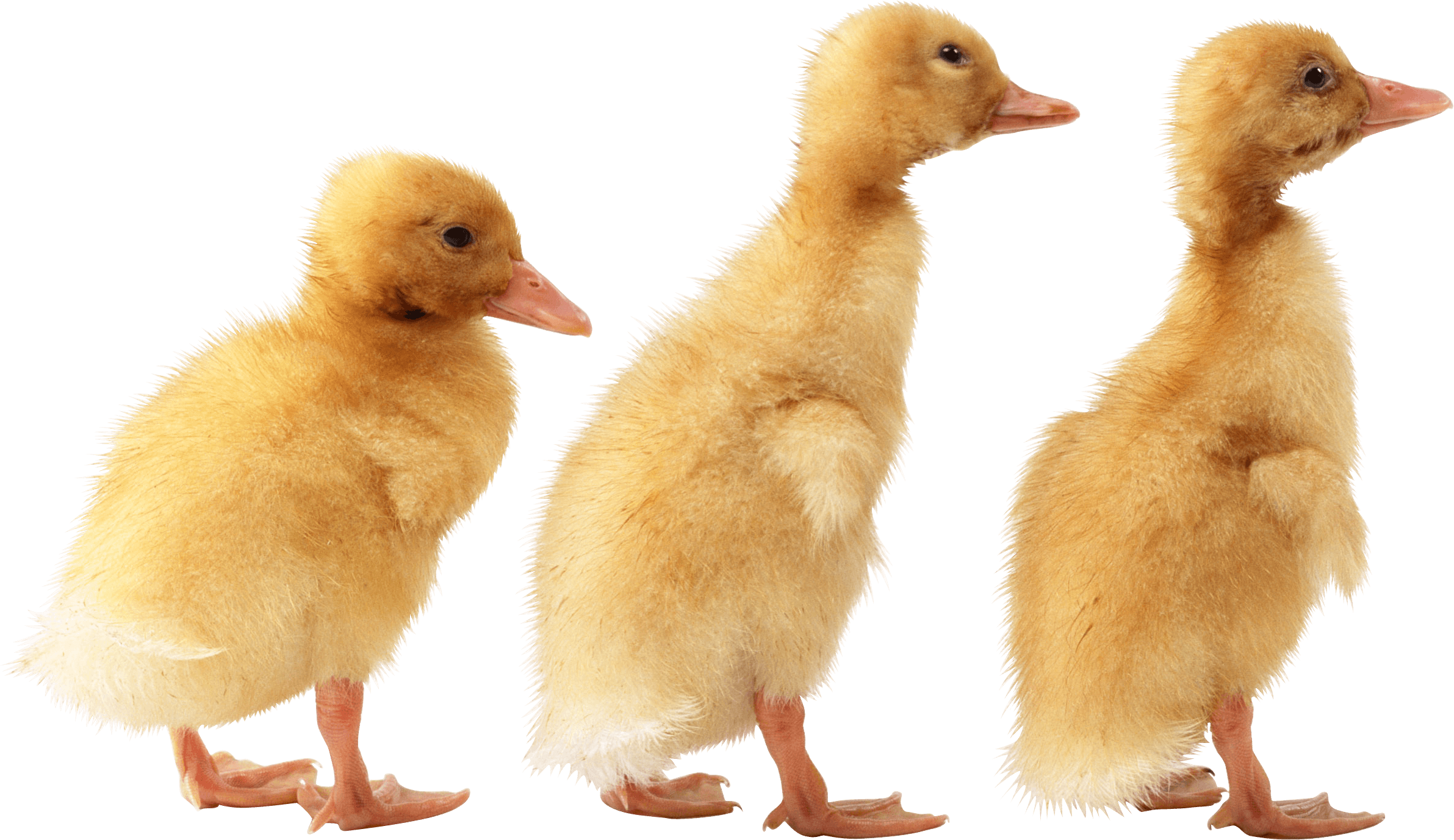 Duck Png Image PNG Image