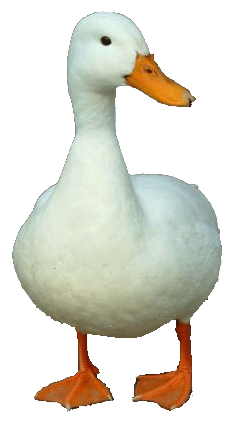 Duck Png 3 PNG Image