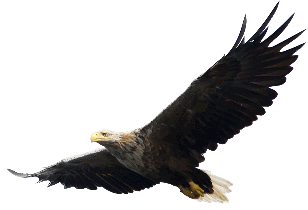 Eagle Png Image Download PNG Image