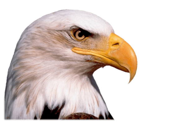 Eagle Head Png Image Download PNG Image