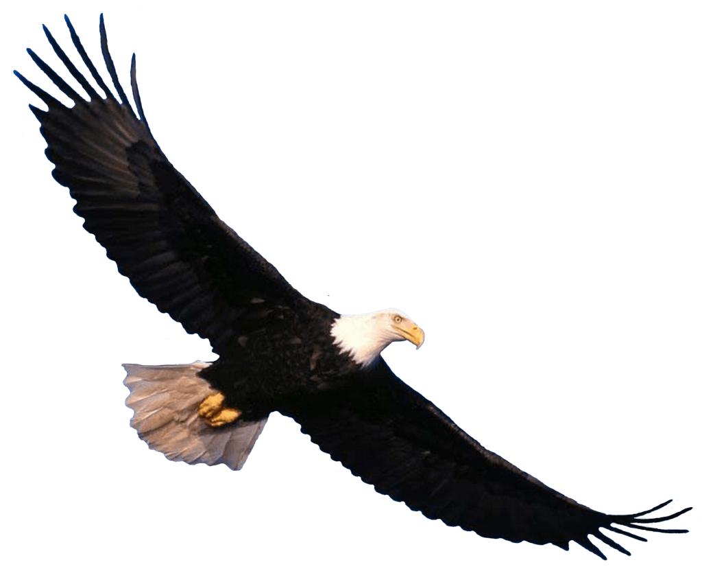 Eagle Png Image Download PNG Image