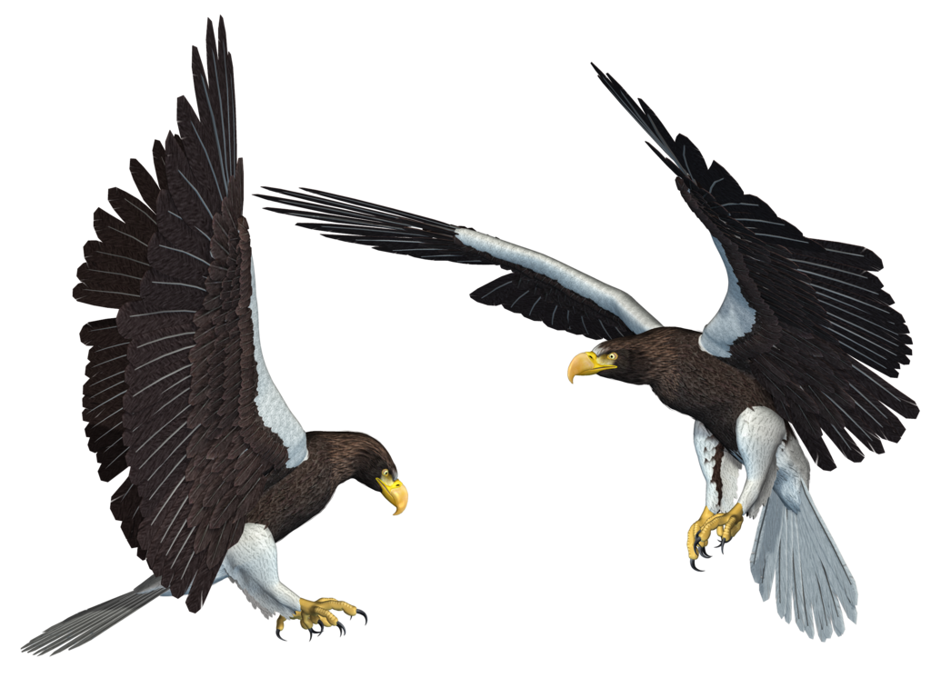 Eagle Png 11 PNG Image