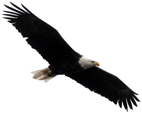 Bald Eagle Png Clipart PNG Image