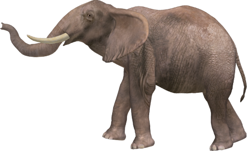 Elephant PNG Image