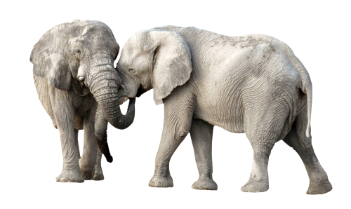 Elephant Clipart PNG Image