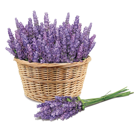 Purple Price Lavender Face Skin Sunscreen PNG Image