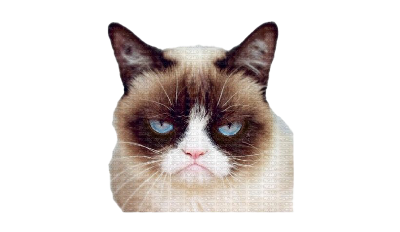 Grumpy Face Pic Cat PNG Download Free PNG Image