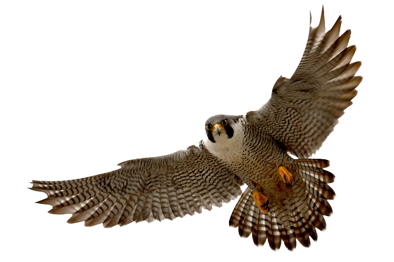 Falcon Clipart PNG Image