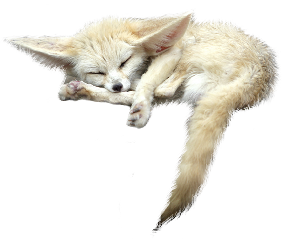 Fennec Fox File PNG Image