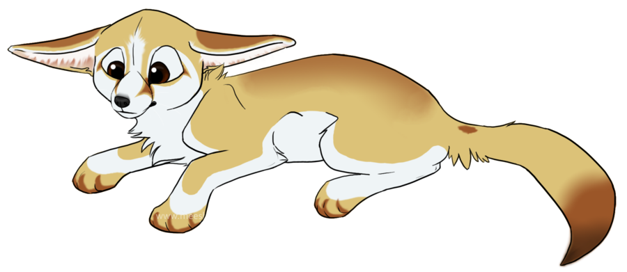 Fennec Fox Picture PNG Image
