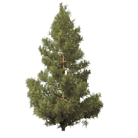 Fir-Tree Picture PNG Image