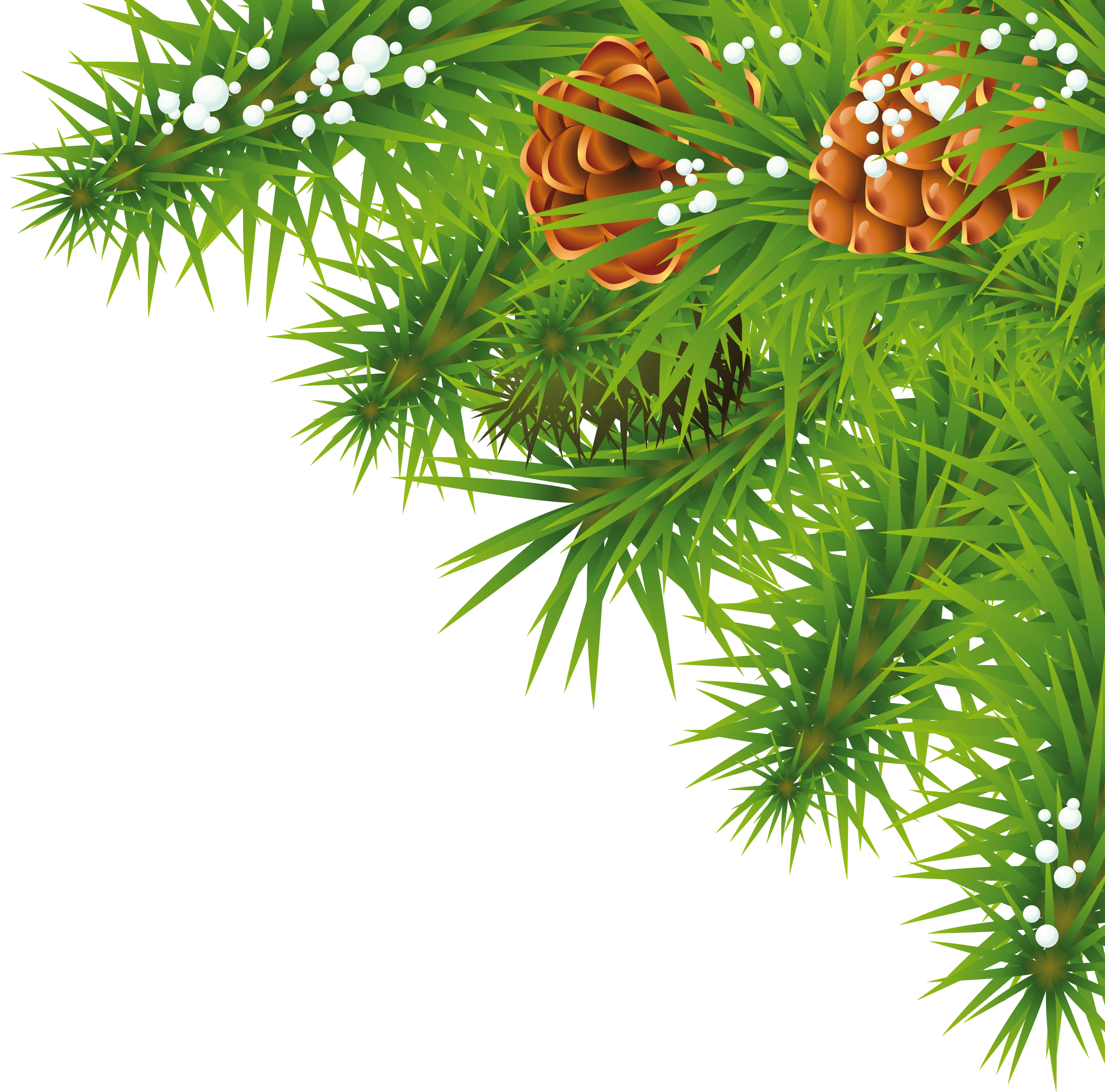 Fir-Tree Branch Png Image PNG Image
