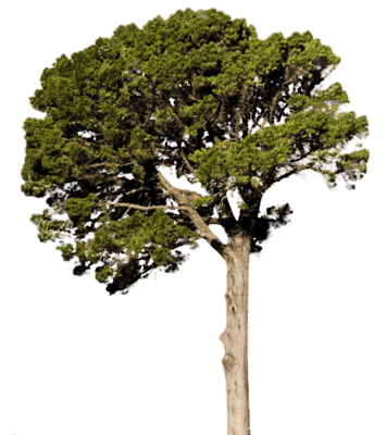 Fir-Tree Png Image PNG Image