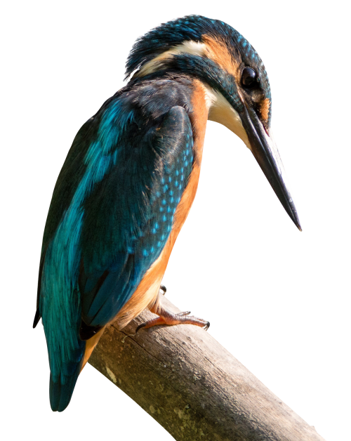 Kingfisher Pic Bird Beak Free Clipart HQ PNG Image