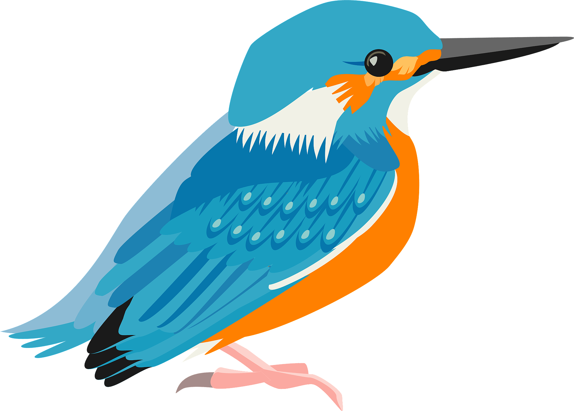 Kingfisher Bird Beak Download HQ PNG Image