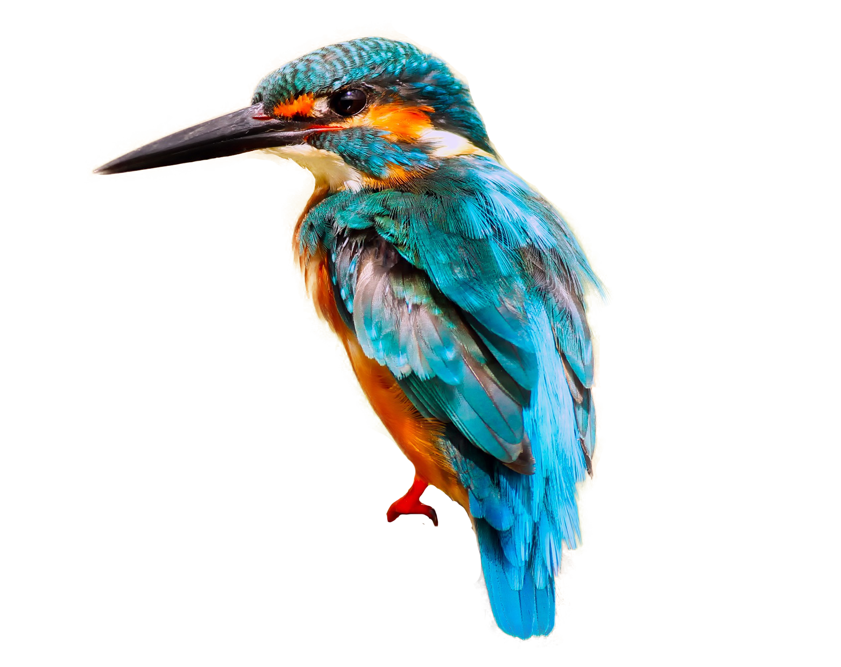 Kingfisher Bird Free PNG HQ PNG Image