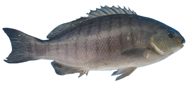 Fish Png Image PNG Image