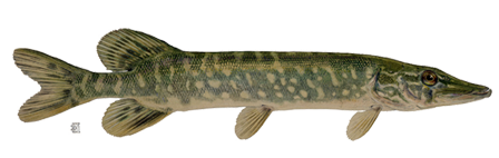 Real Fish Picture PNG Image