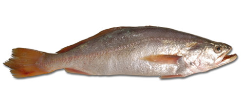 Real Fish PNG Image