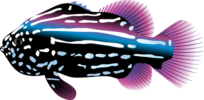 Ocean Fish Transparent PNG Image