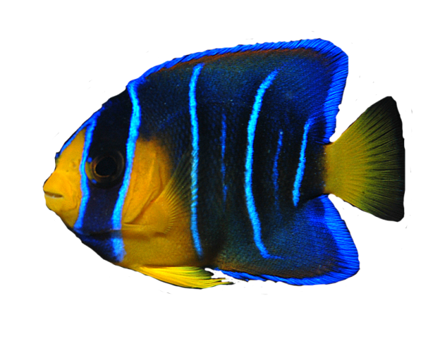 Ocean Fish Transparent Image PNG Image
