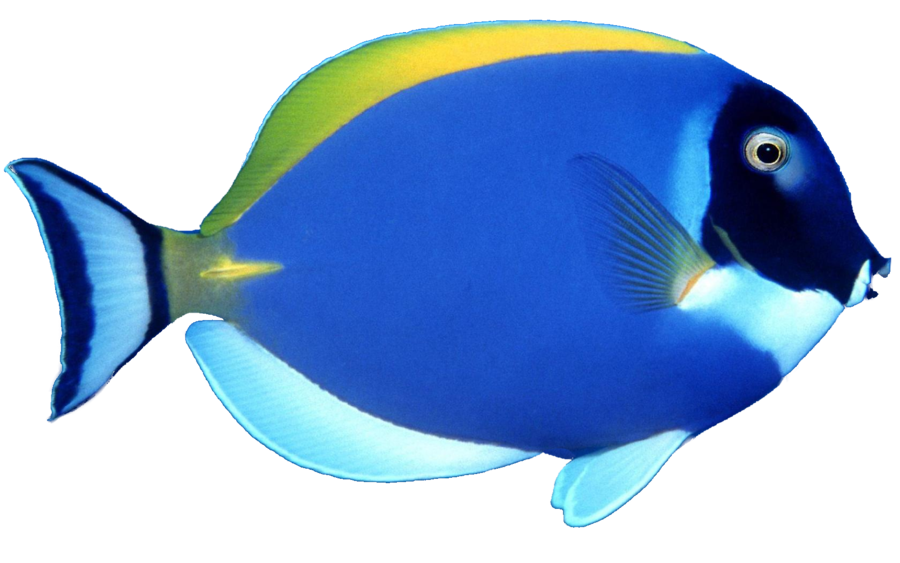 School Of Fish File PNG Image