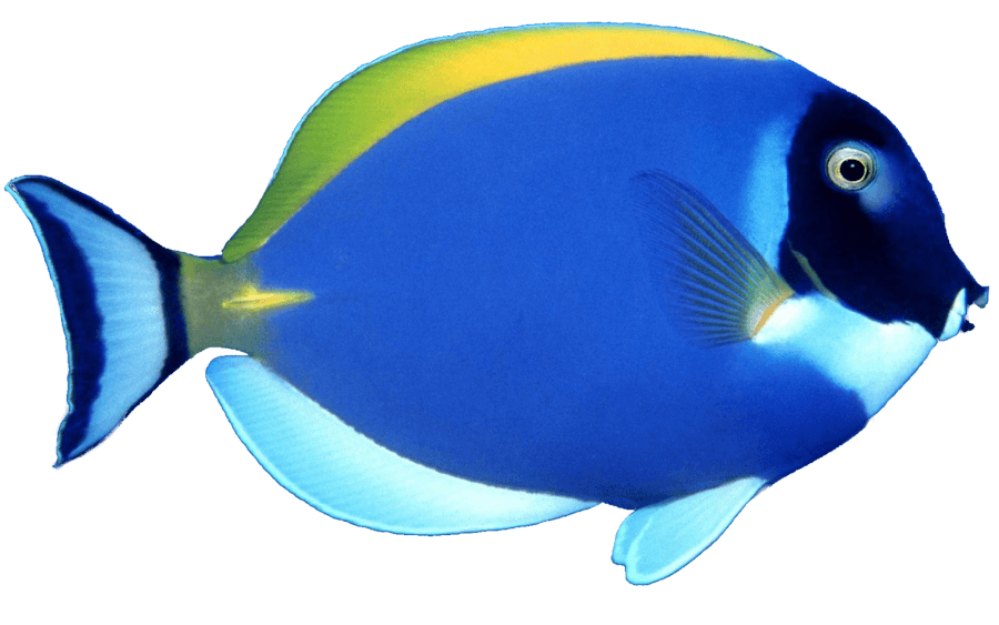 Blue Fish Png Image PNG Image