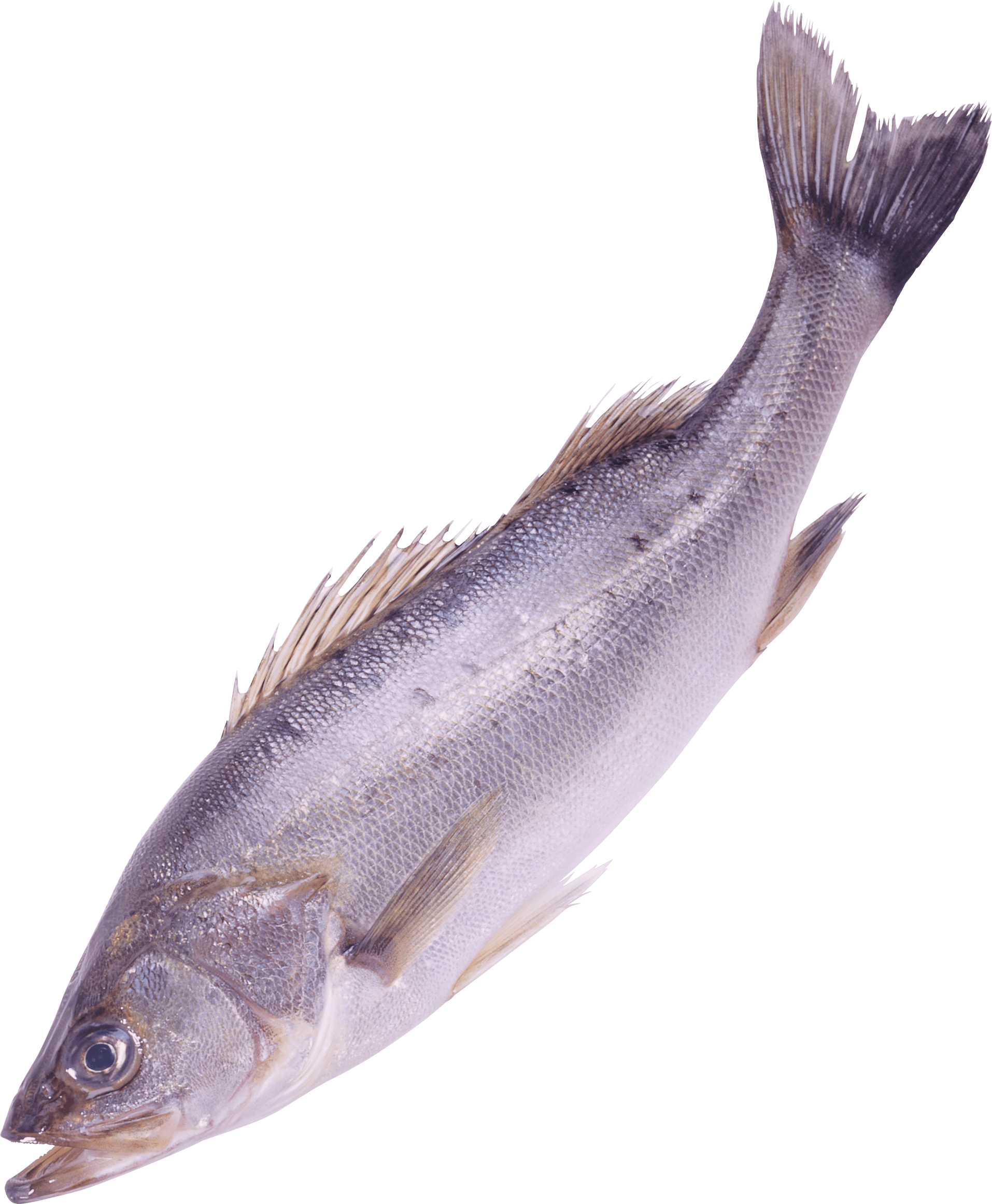 Fish Png Image PNG Image