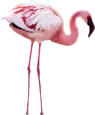 Flamingo Png File PNG Image