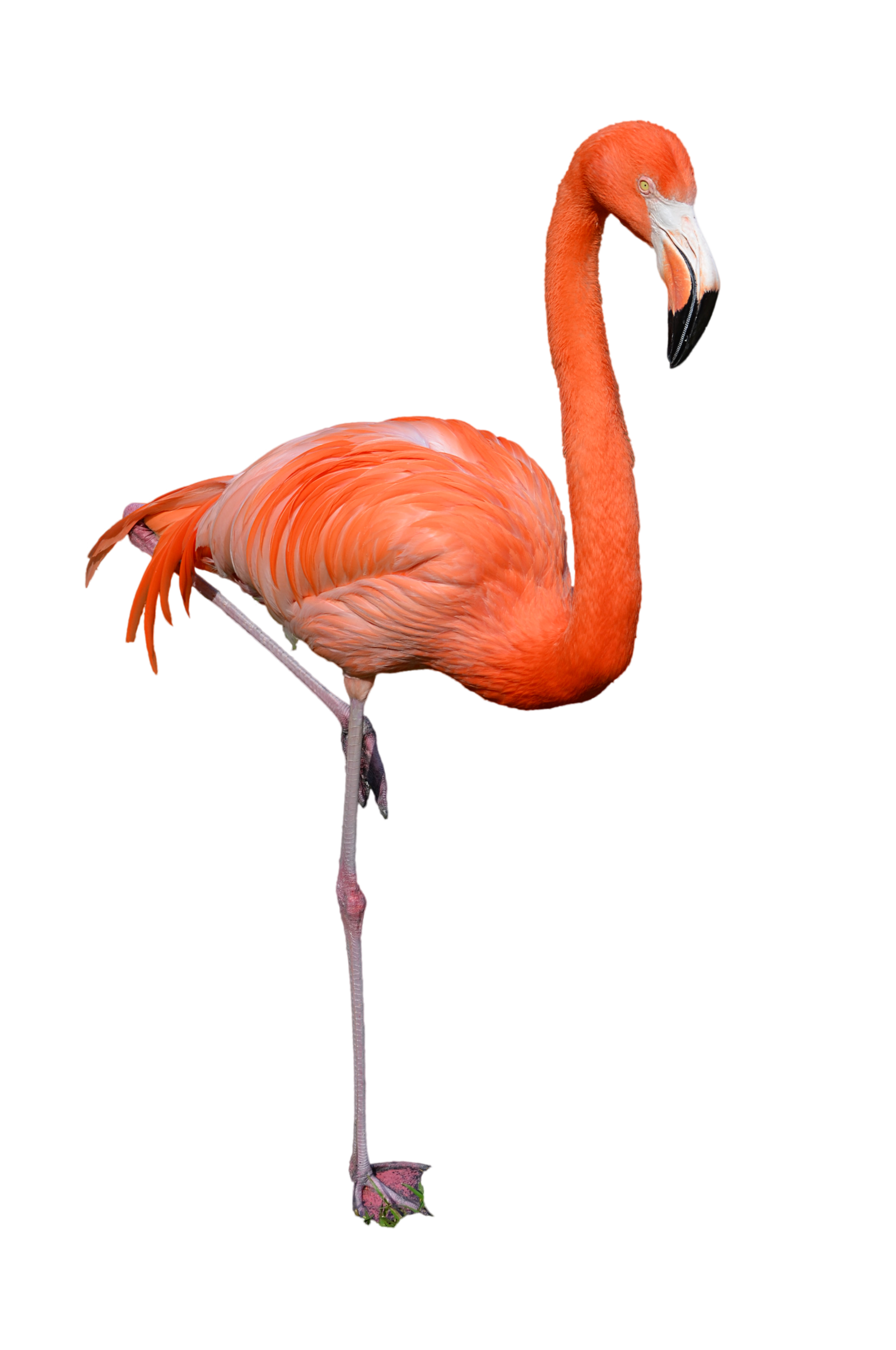 Flamingo Png Clipart PNG Image