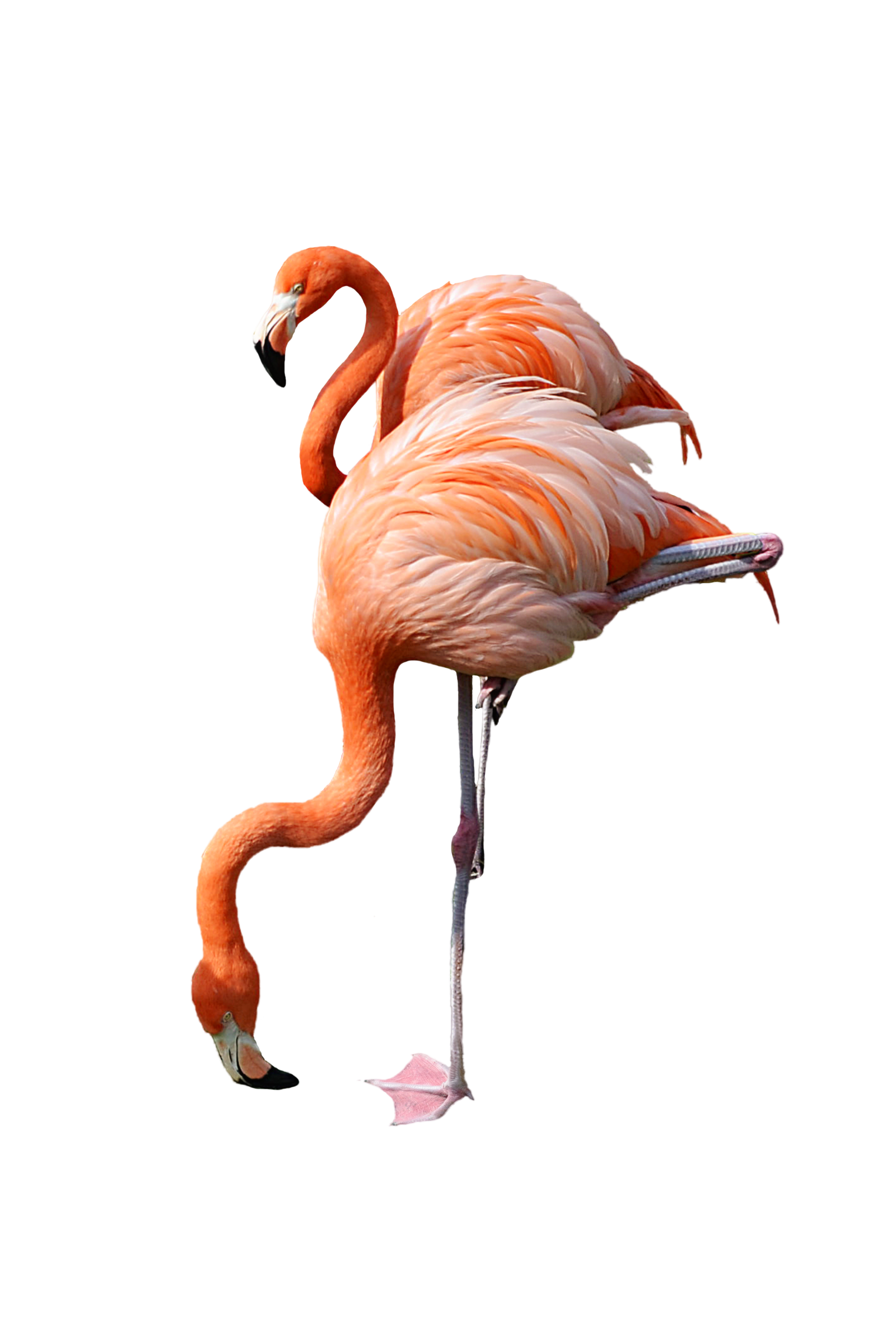Flamingo Png PNG Image