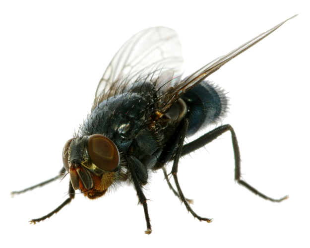 Flies Clipart PNG Image