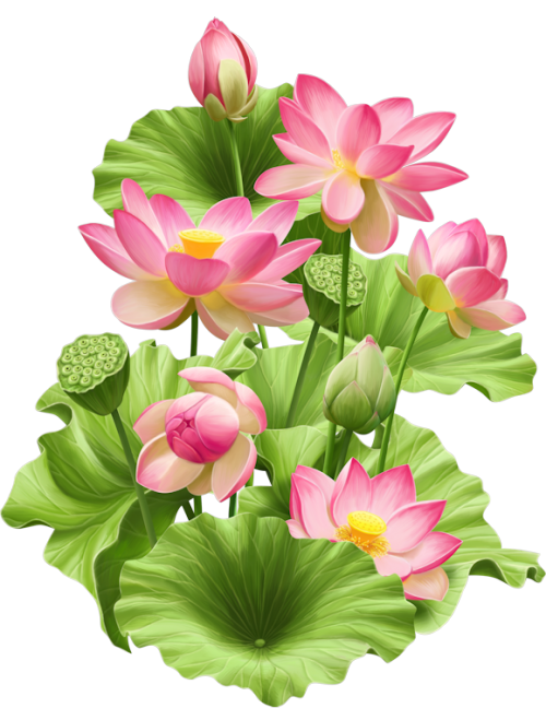 Lotus Photos Flower PNG Download Free PNG Image