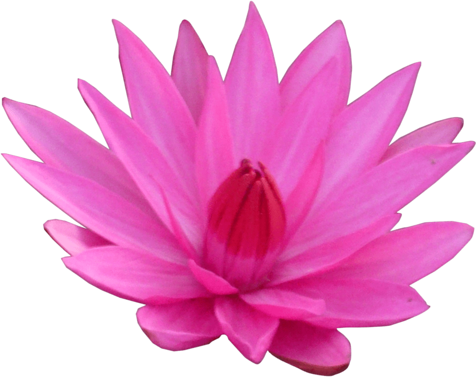 Lotus Vector Flower Free Download PNG HQ PNG Image